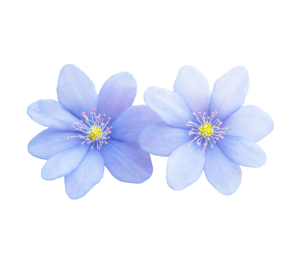 All Fragrance